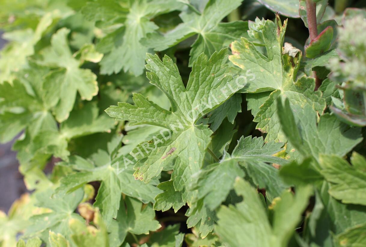 Kakost hnědočervený 'Joseph Green' - Geranium phaeum 'Joseph Green'