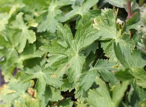 Kakost hnědočervený 'Joseph Green' - Geranium phaeum 'Joseph Green'