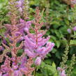 Čechrava čínská 'Pumila' - Astilbe chinensis 'Pumila'
