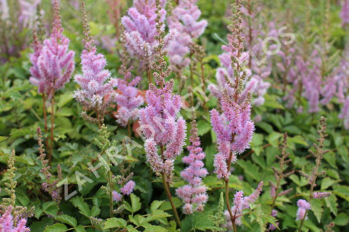 Čechrava čínská 'Pumila' - Astilbe chinensis 'Pumila'