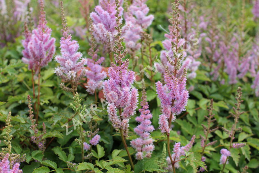 Čechrava čínská 'Pumila' - Astilbe chinensis 'Pumila'
