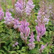 Čechrava čínská 'Pumila' - Astilbe chinensis 'Pumila'