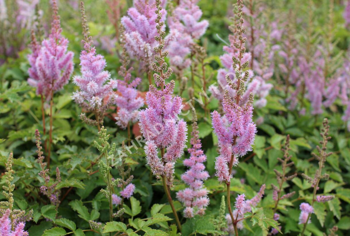 Čechrava čínská 'Pumila' - Astilbe chinensis 'Pumila'