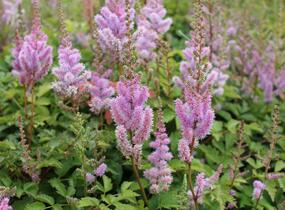 Čechrava čínská 'Pumila' - Astilbe chinensis 'Pumila'