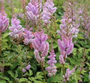 Čechrava čínská 'Pumila' - Astilbe chinensis 'Pumila'