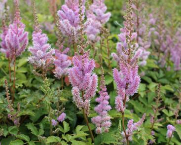 Čechrava čínská 'Pumila'