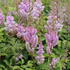 Astilbe chinensis 'Pumila'.JPG