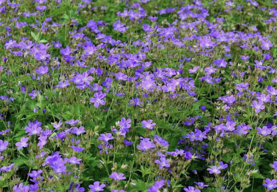 Kakost lesní 'Mayflower' - Geranium sylvaticum 'Mayflower'
