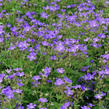 Kakost lesní 'Mayflower' - Geranium sylvaticum 'Mayflower'