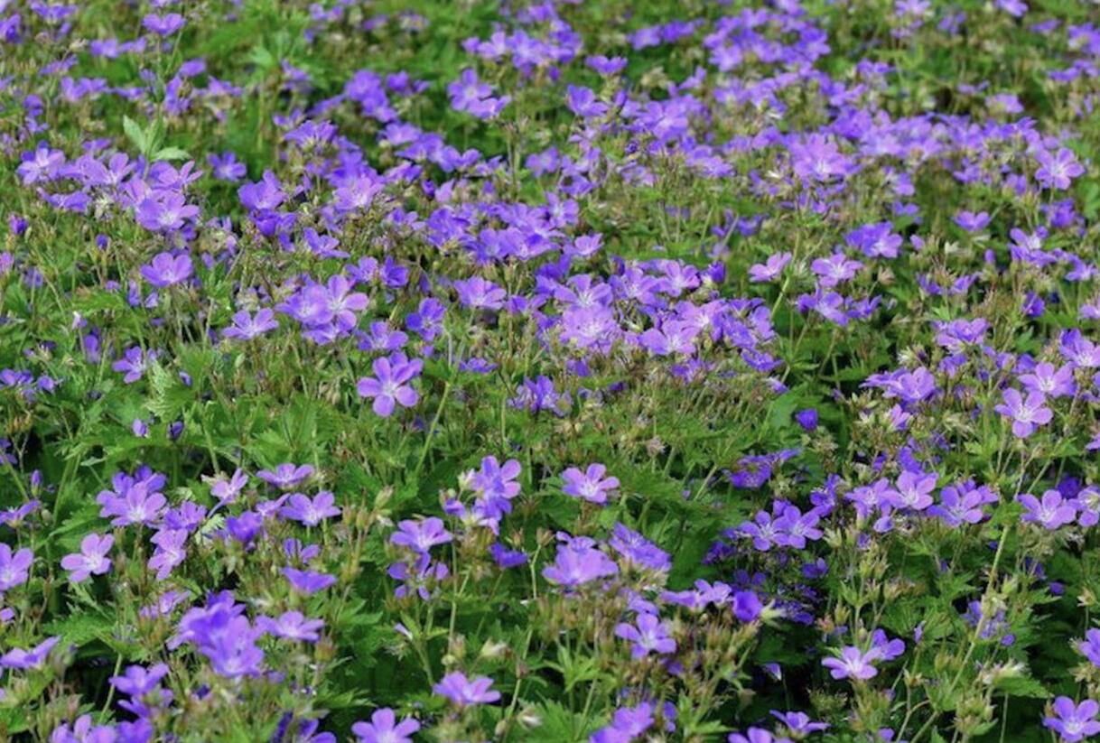 Kakost lesní 'Mayflower' - Geranium sylvaticum 'Mayflower'