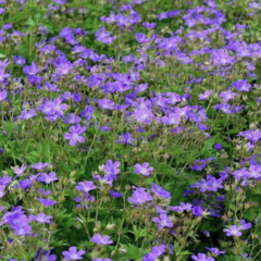 Kakost lesní 'Mayflower' - Geranium sylvaticum 'Mayflower'