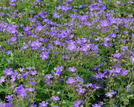 Kakost lesní 'Mayflower'