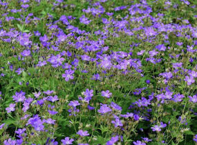 Kakost lesní 'Mayflower' - Geranium sylvaticum 'Mayflower'