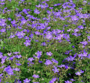 Kakost lesní 'Mayflower'