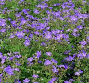 Kakost lesní 'Mayflower' - Geranium sylvaticum 'Mayflower'