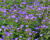 Kakost lesní 'Mayflower'