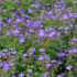 Geranium sylvaticum 'Mayflower'.png
