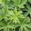 Kakost lesní 'Mayflower' - Geranium sylvaticum 'Mayflower'