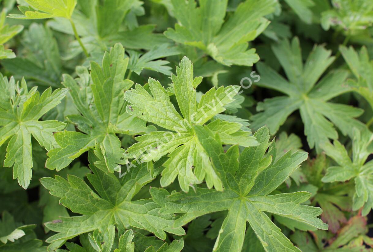 Kakost lesní 'Mayflower' - Geranium sylvaticum 'Mayflower'