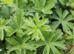 Kakost lesní 'Mayflower' - Geranium sylvaticum 'Mayflower'
