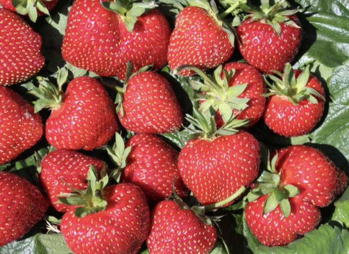 Jahodník jednouplodící 'Frutium Bonneure' - Fragaria ananassa 'Frutium Bonneure'