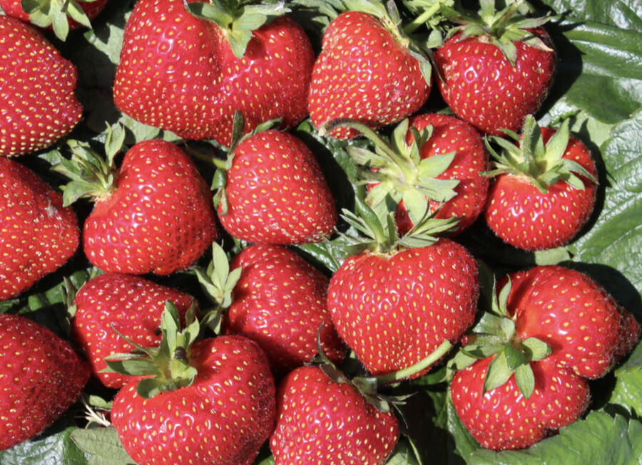 Jahodník jednouplodící 'Frutium Bonneure' - Fragaria ananassa 'Frutium Bonneure'