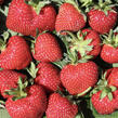 Jahodník jednouplodící 'Frutium Bonneure' - Fragaria ananassa 'Frutium Bonneure'