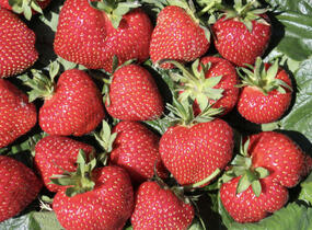 Jahodník jednouplodící 'Frutium Bonneure' - Fragaria ananassa 'Frutium Bonneure'