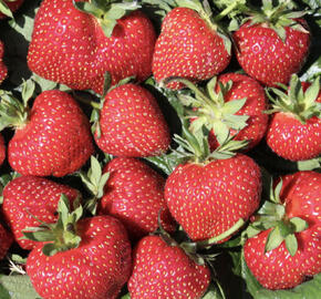 Jahodník jednouplodící 'Frutium Bonneure'