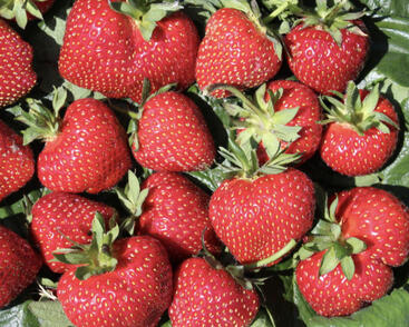 Jahodník jednouplodící 'Frutium Bonneure'