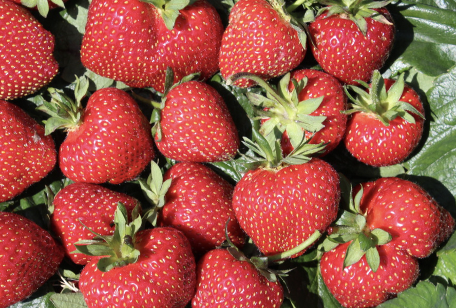 Jahodník jednouplodící 'Frutium Bonneure' - Fragaria ananassa 'Frutium Bonneure'