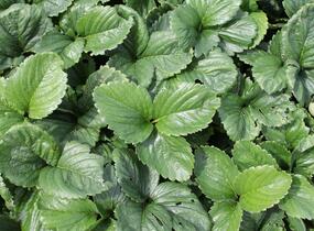 Jahodník jednouplodící 'Frutium Bonneure' - Fragaria ananassa 'Frutium Bonneure'