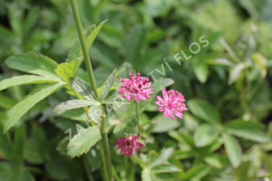 Jarmanka větší 'Milano' - Astrantia major 'Milano'