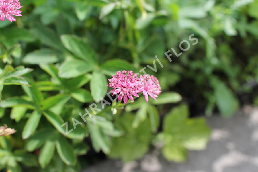Jarmanka větší 'Milano' - Astrantia major 'Milano'