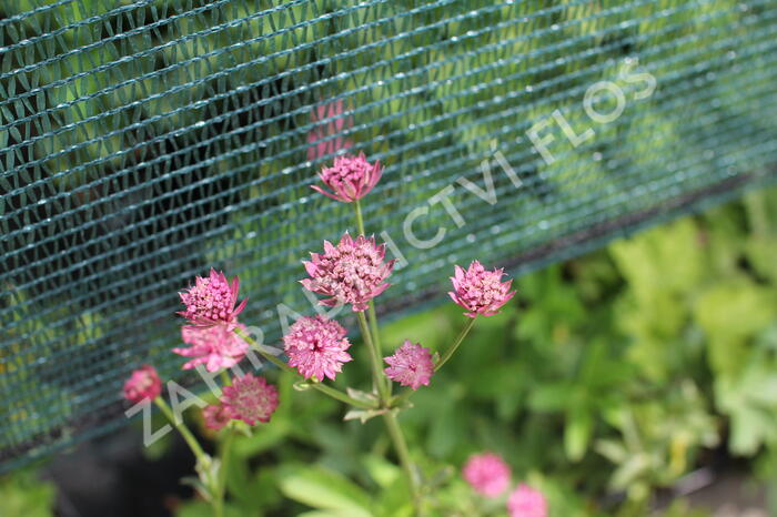 Jarmanka větší 'Milano' - Astrantia major 'Milano'