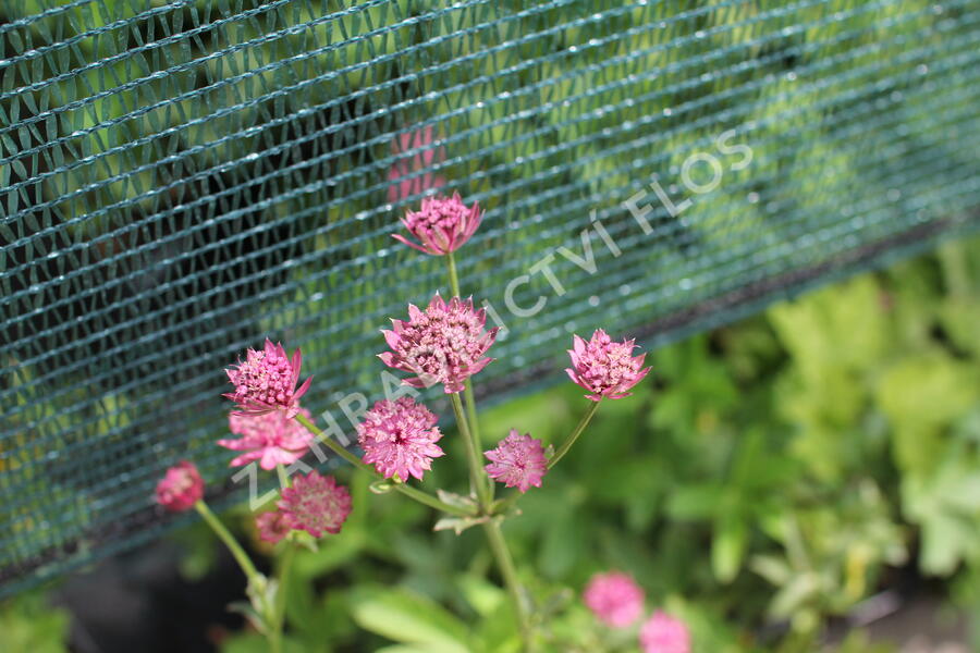 Jarmanka větší 'Milano' - Astrantia major 'Milano'