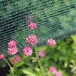 Jarmanka větší 'Milano' - Astrantia major 'Milano'