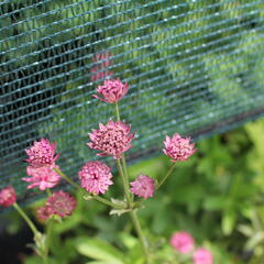 Jarmanka větší 'Milano' - Astrantia major 'Milano'
