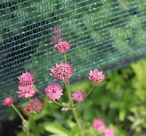 Jarmanka větší 'Milano' - Astrantia major 'Milano'
