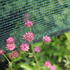 Astrantia major 'Milano'.JPG