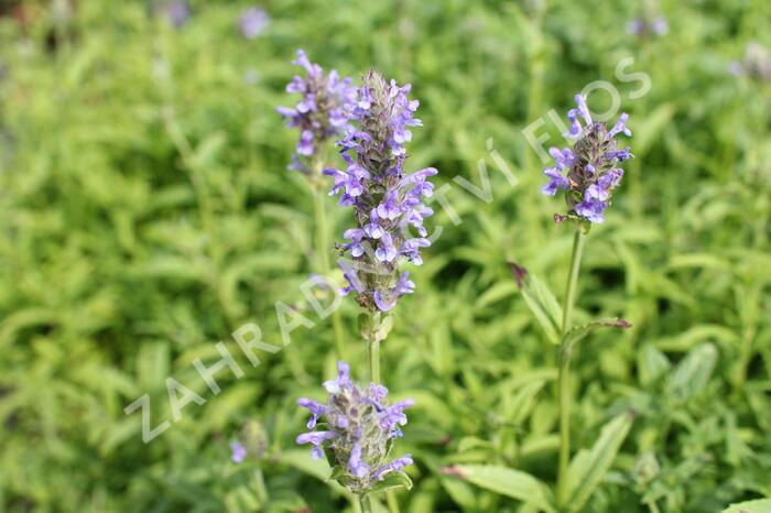Šanta žilnatá 'Blue Moon' - Nepeta nervosa 'Blue Moon'