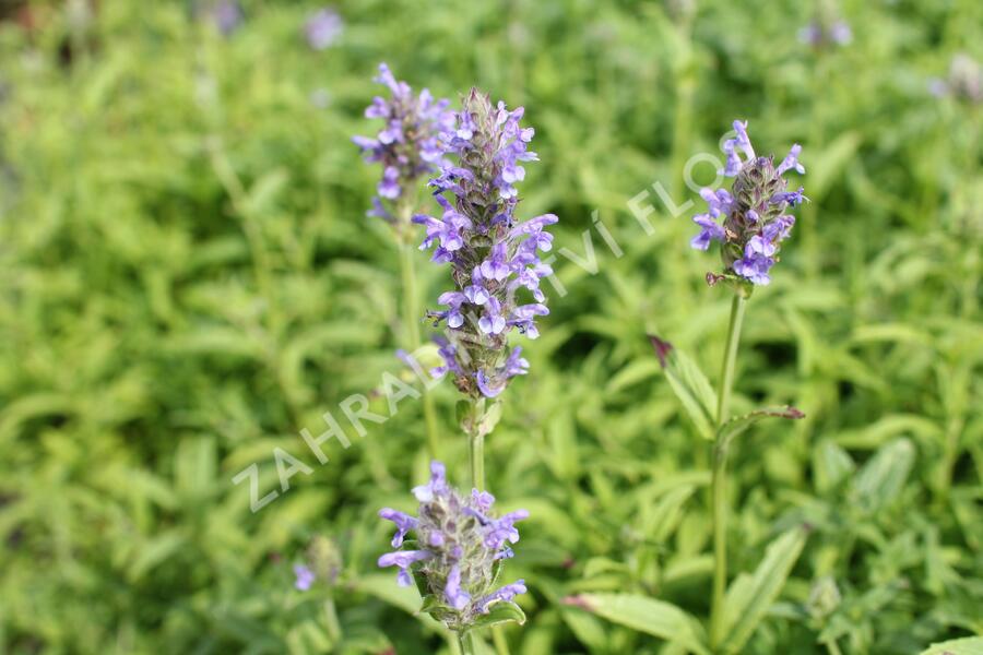 Šanta žilnatá 'Blue Moon' - Nepeta nervosa 'Blue Moon'