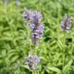 Šanta žilnatá 'Blue Moon' - Nepeta nervosa 'Blue Moon'
