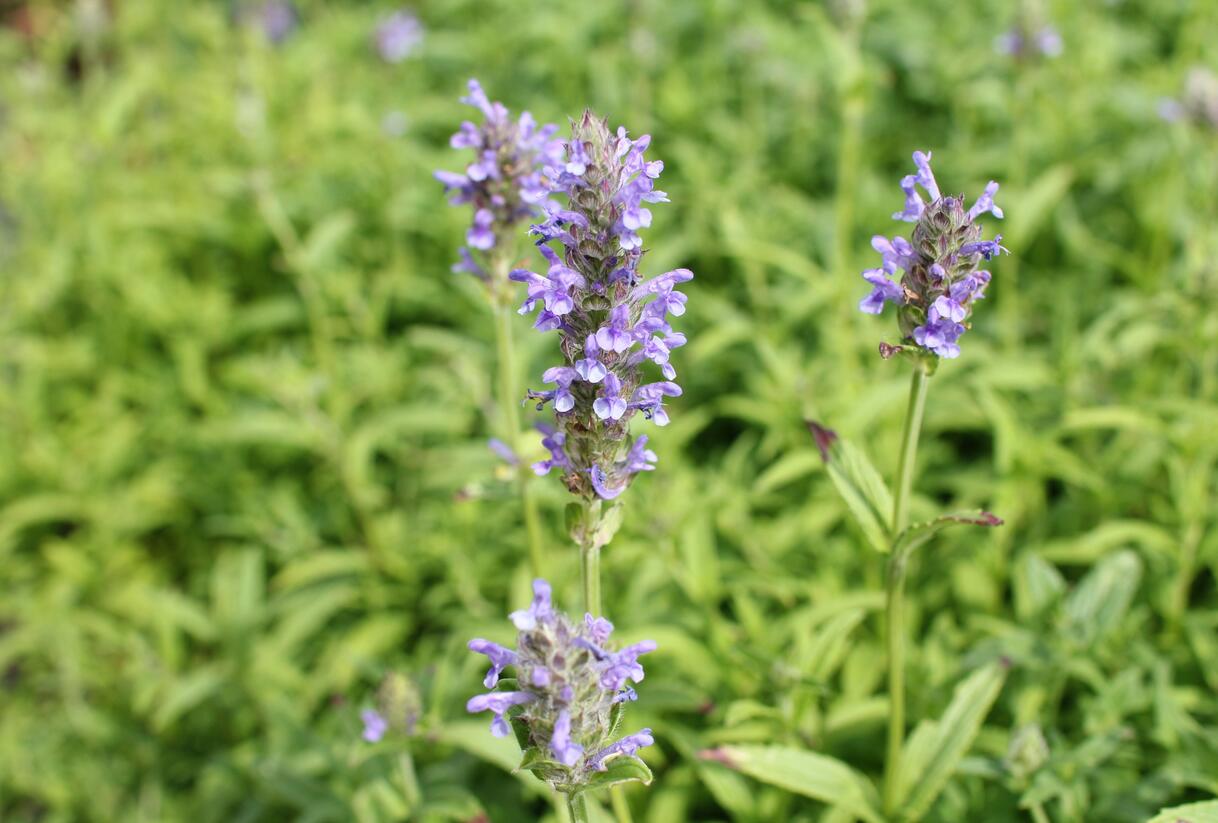 Šanta žilnatá 'Blue Moon' - Nepeta nervosa 'Blue Moon'