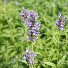 Šanta žilnatá 'Blue Moon' - Nepeta nervosa 'Blue Moon'