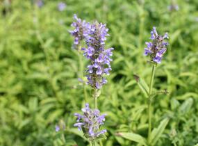 Šanta žilnatá 'Blue Moon' - Nepeta nervosa 'Blue Moon'