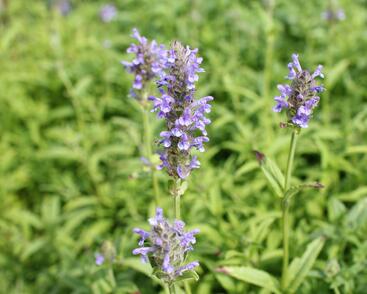 Šanta žilnatá 'Blue Moon'