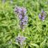 Nepeta nervosa 'Blue Moon'_01.JPG