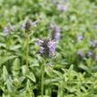 Šanta žilnatá 'Blue Moon' - Nepeta nervosa 'Blue Moon'