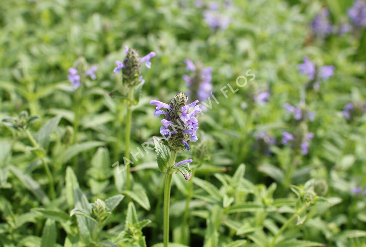 Šanta žilnatá 'Blue Moon' - Nepeta nervosa 'Blue Moon'